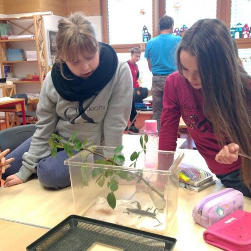 Insektenworkshop der 4cm 2025-11